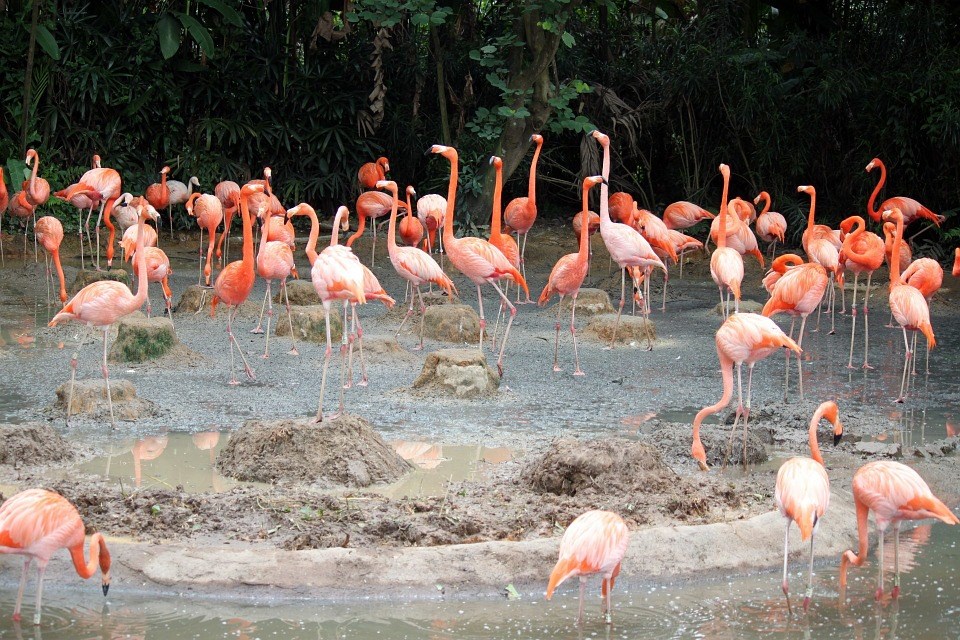 Thẻ iVenture Singapore Unlimited Attractions Pass
