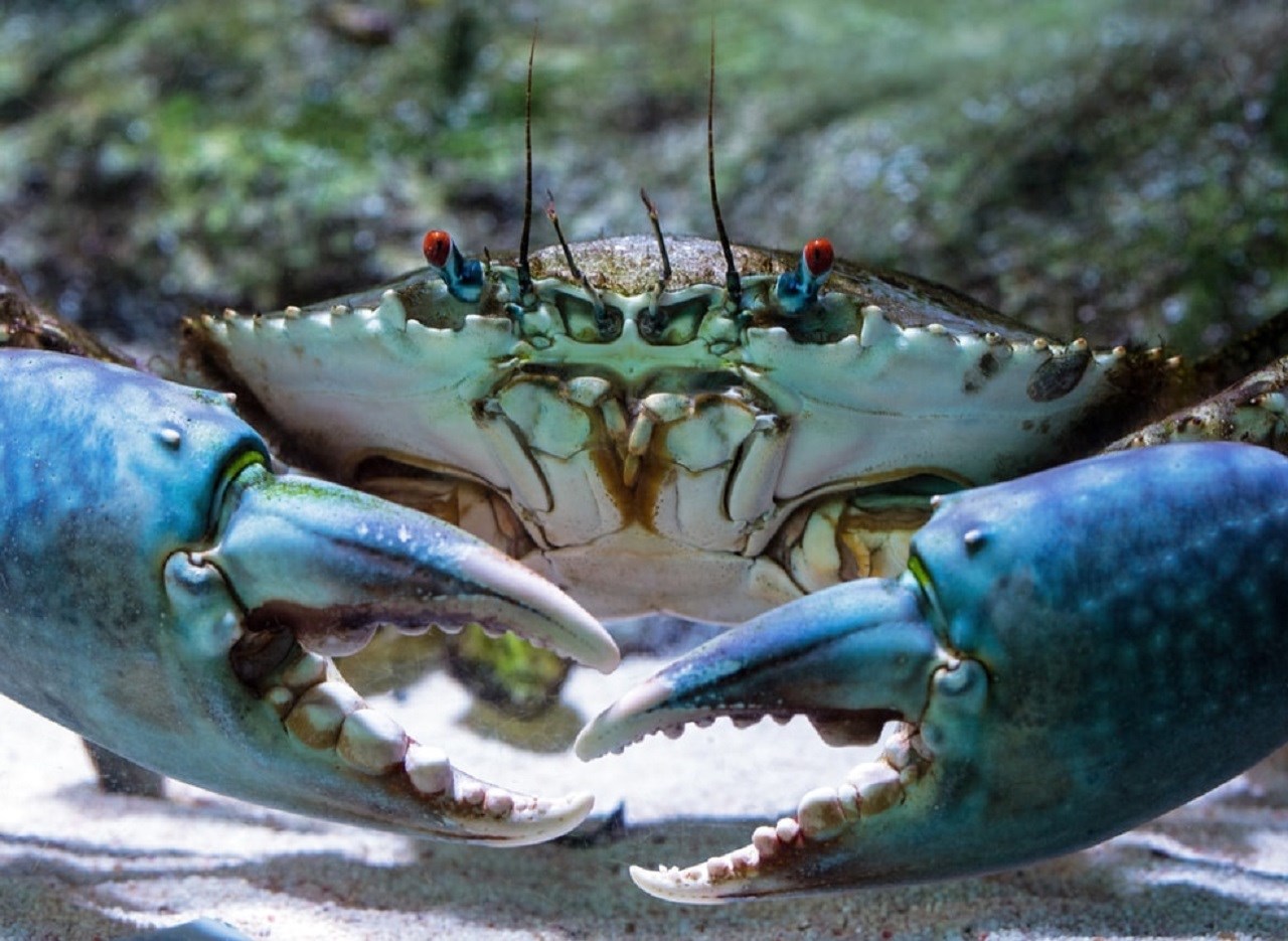 Tour đi thuyền bắt cua ở Gold Coast