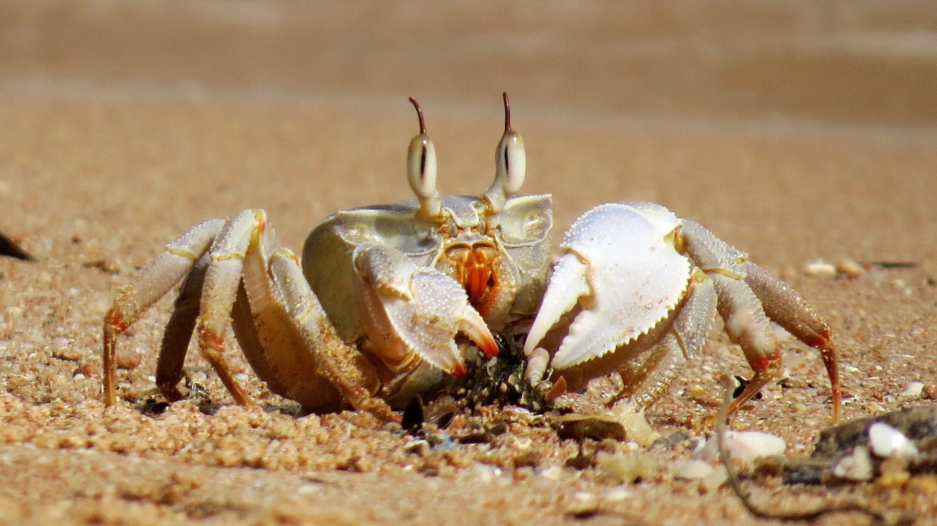 Tour đi thuyền bắt cua ở Gold Coast