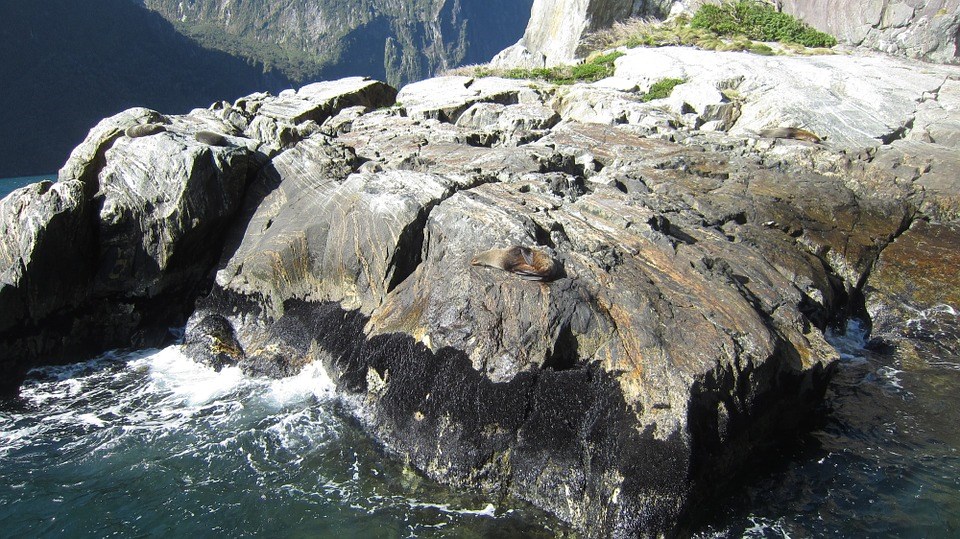 Tour đi thuyền ở Milford Sound, khởi hành từ Queenstown