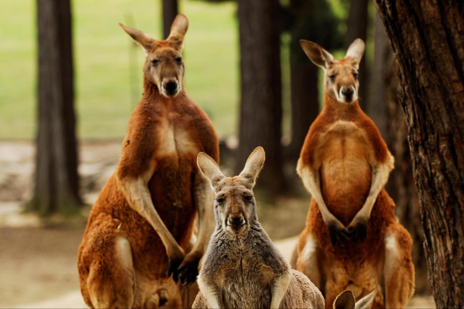 Tour tham quan đồi Sovereign, khởi hành từ Melbourne