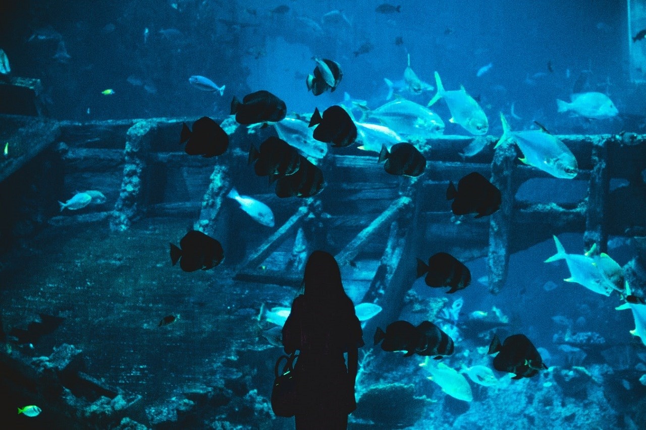Tour tham quan Sentosa có đưa đón