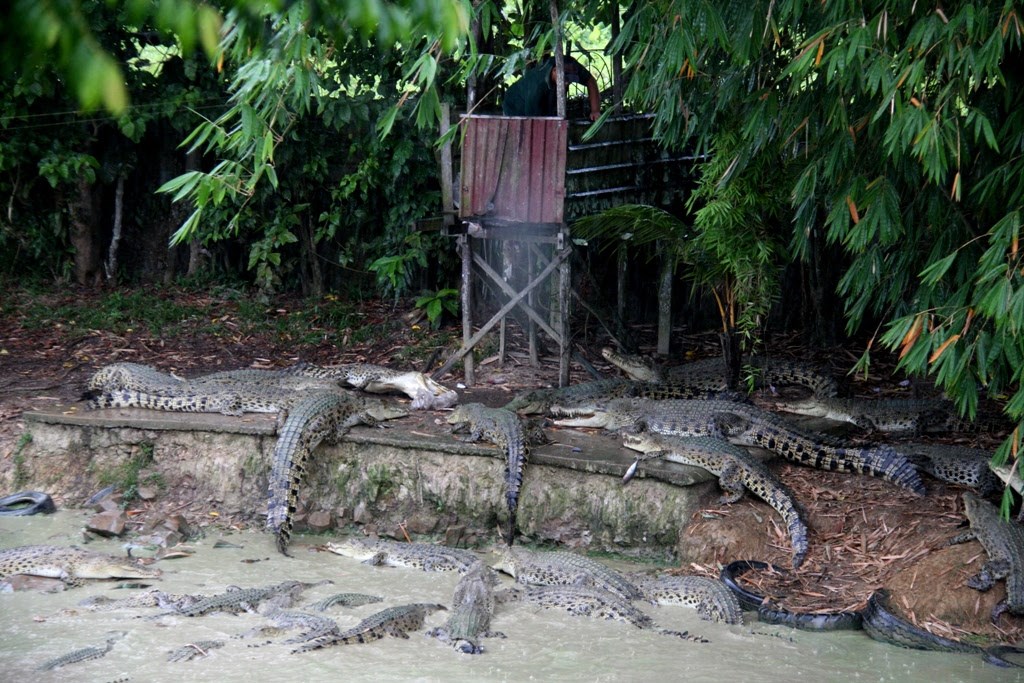 Tour Tham quan Trung tâm Động vật Hoang dã Semenggoh và Trại Cá sấu Jong
