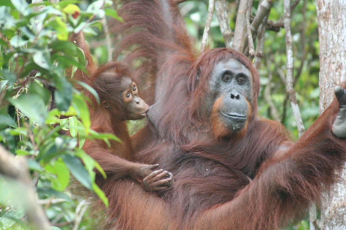 Tour Tham quan Trung tâm Orang Utan Semenggoh