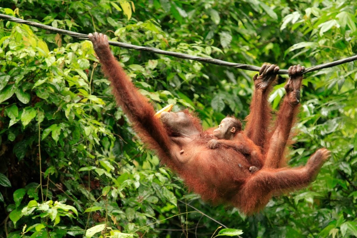 Tour Tham quan Trung tâm Orang Utan Semenggoh