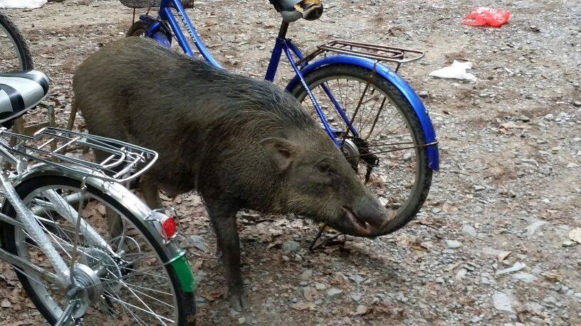 Tour xe đạp tại Pulau Ubin