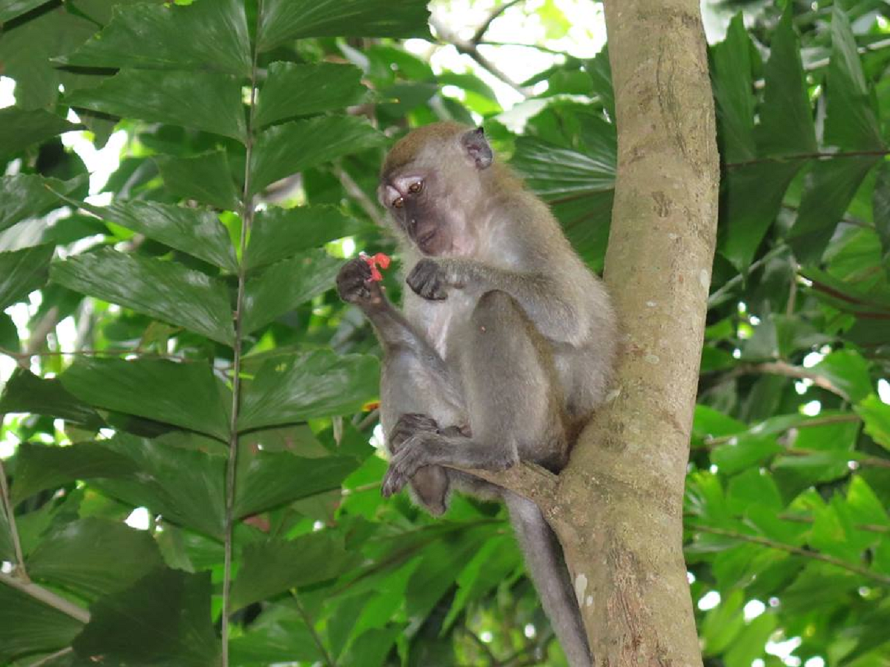 Tour xe đạp tại Pulau Ubin