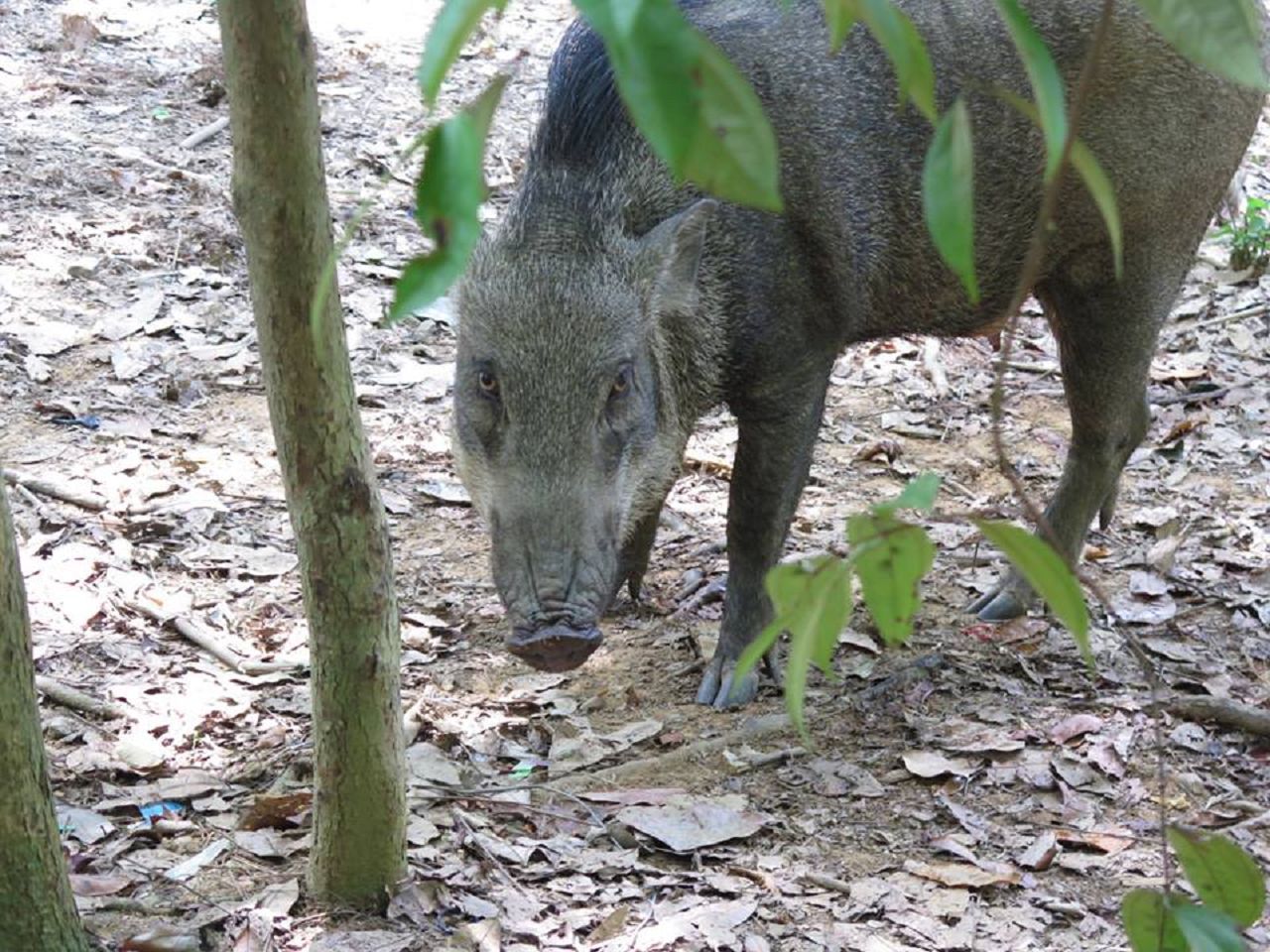 Tour xe đạp tại Pulau Ubin